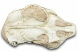 Fossil Oreodont (Leptauchenia) Skull - South Dakota #284205-3